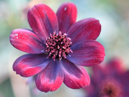 花园，巧克力花，鲜花，大自然