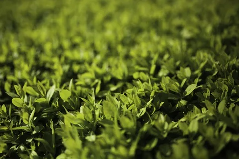 树,茶叶,玉米,花卉,绿色植物,绿叶女贞女贞 树,茶叶,玉米,花卉,绿色植物,绿叶女贞女贞