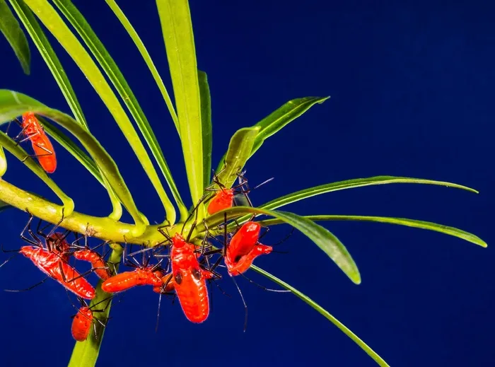 甲虫，红色，甲虫家庭，爬行，关闭