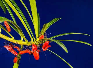 甲虫，红色，甲虫家庭，爬行，关闭