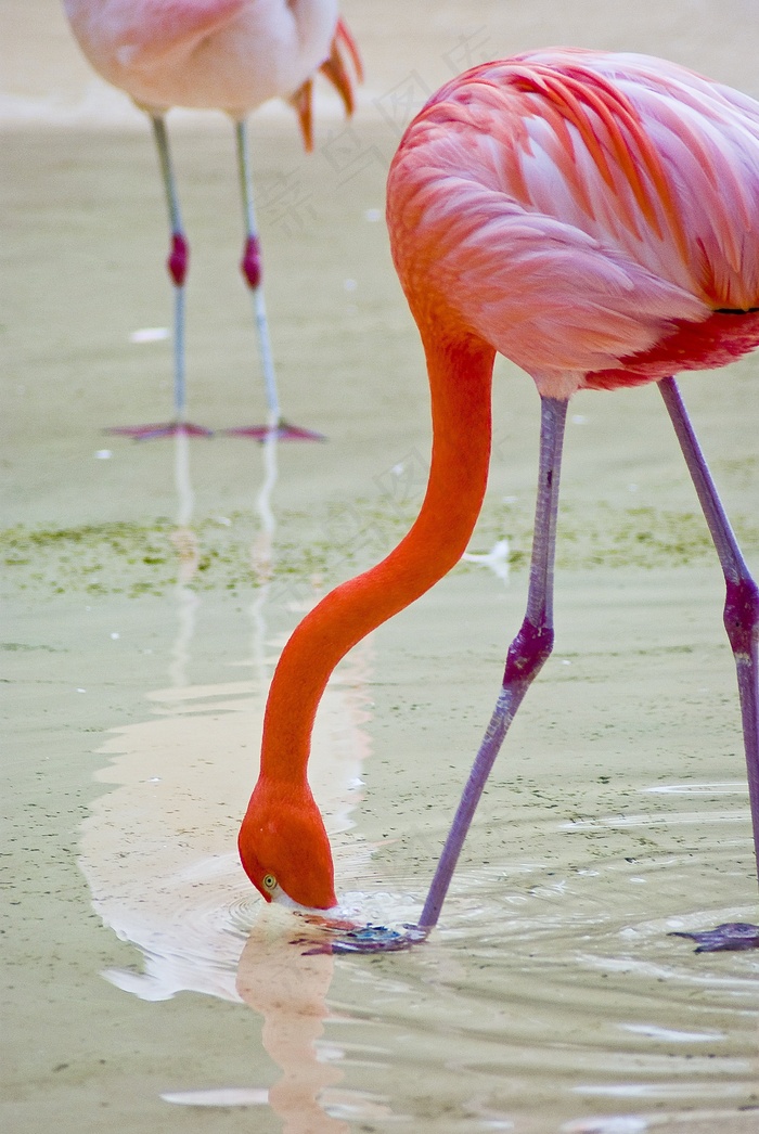 火烈鸟，动物园，新，鸟类，自然，城市的新，公园