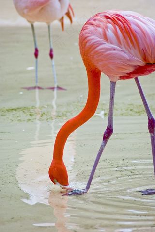 火烈鸟，动物园，新，鸟类，自然，城市的新，公园