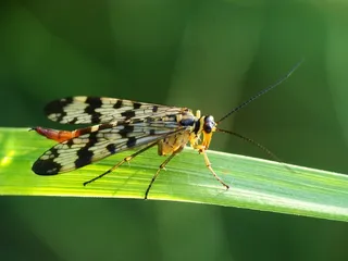 自然，蠕虫，宏观，昆虫