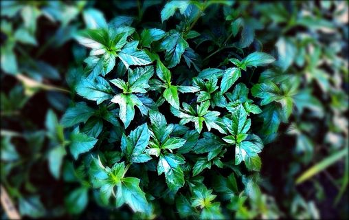 叶子，植物，自然，植物，有机，植物学