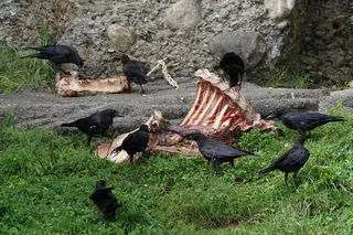 清道夫，Aas，挖，乌鸦