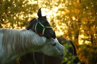 秋季，马匹，霉菌，阿拉伯良种，种马