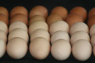 鸡蛋，新鲜，天然，有机，食品，健康