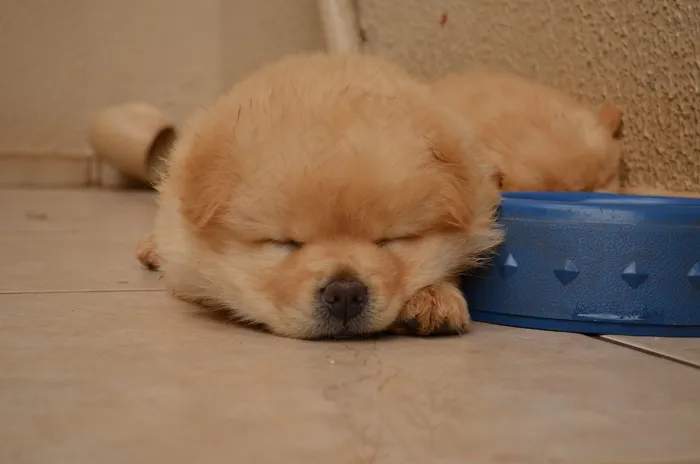 松狮犬，小狗，睡眠，狗，宠物，动物，犬
