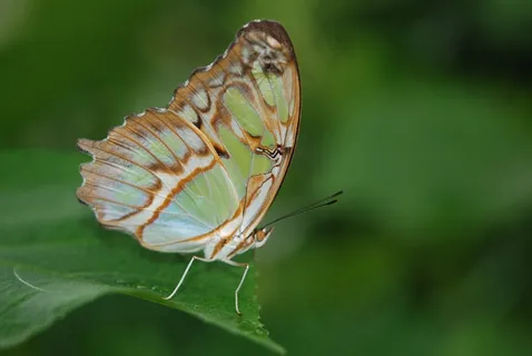 Siproeta Stelenes,孔雀石,动物,昆虫,蝴蝶 Siproeta Stelenes,孔雀石,动物,昆虫,蝴蝶