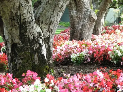 布查特花园：树木和花朵