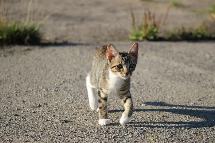 猫,小狗,鸟类,日本短尾猫,三色猫,猫走在路上