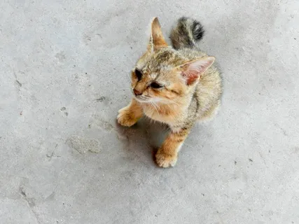 婴儿，流浪猫，猫，猫的，无家可归，毛皮，小猫