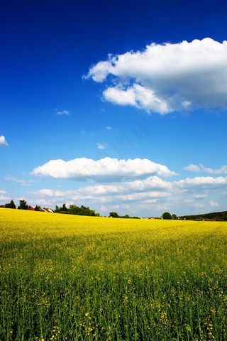 油菜，黄色，春天，场，云，云