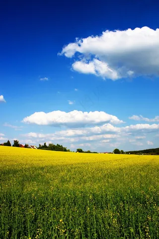油菜，黄色，春天，场，云，云