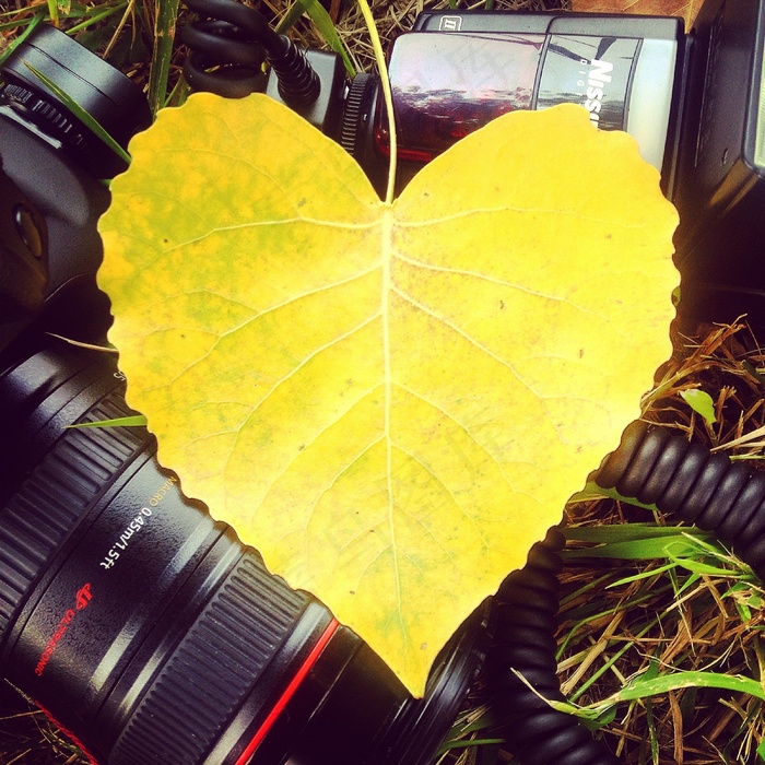 植物,黄叶,盆栽植物,雨伞,花卉,爱的心黄摄影
