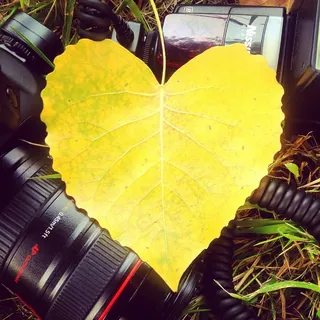 植物,黄叶,盆栽植物,雨伞,花卉,爱的心黄摄影