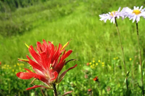 印度画笔，Castilleja Miniata，雏菊，鲜花