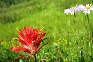 印度画笔，Castilleja Miniata，雏菊，鲜花