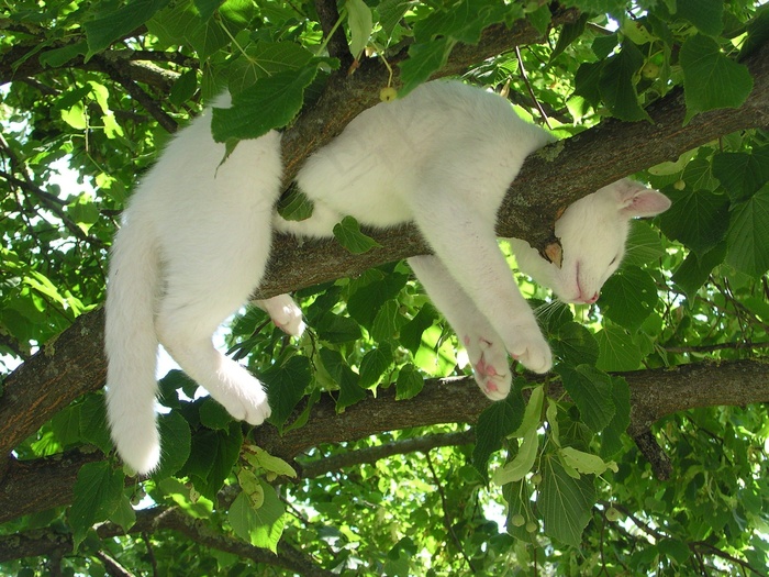 猫，放松，放松，休息，自然，宁静
