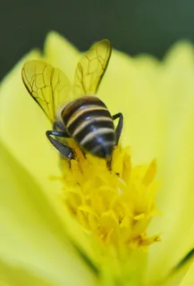 蜜蜂，Anthophila，蜂蜜，蜜蜂，活跃，忙，快速
