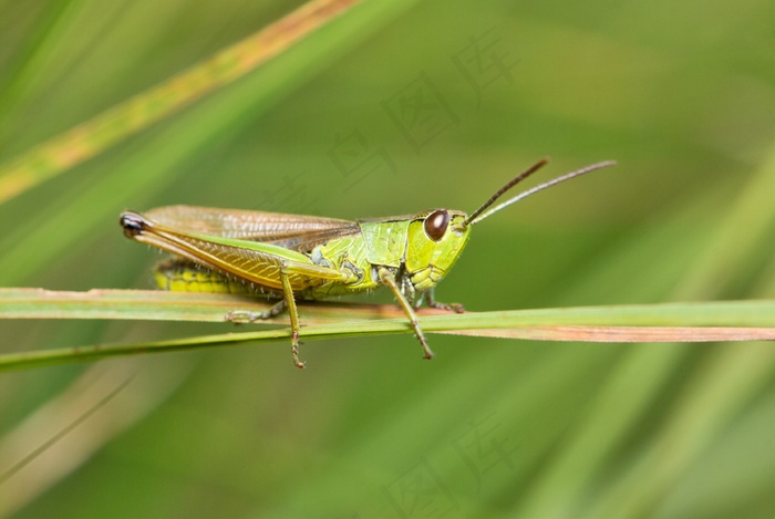 蚱hopper，草地，常见，宏