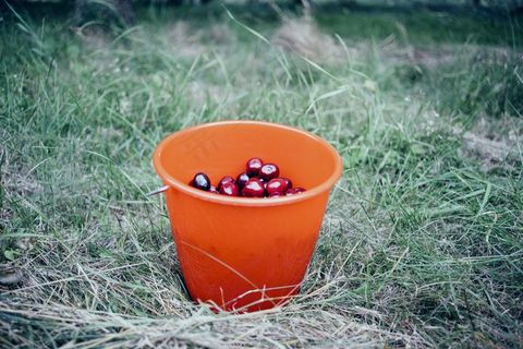 盆栽植物,陶盆,垃圾桶,工艺花盆,饮水桶,樱桃红桶