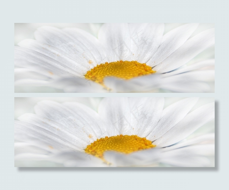 雏菊,大滨菊,牛眼菊,花卉,西洋甘菊,菊花的透视