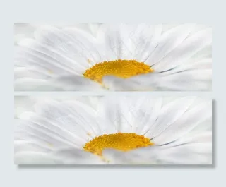 雏菊,大滨菊,牛眼菊,花卉,西洋甘菊,菊花的透视