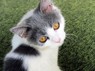 猫，黄色的眼睛，动物，灰色，白，猫的