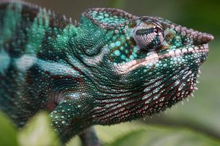 动物，爬行动物，SchuppenkriechtierPantherchamäleon