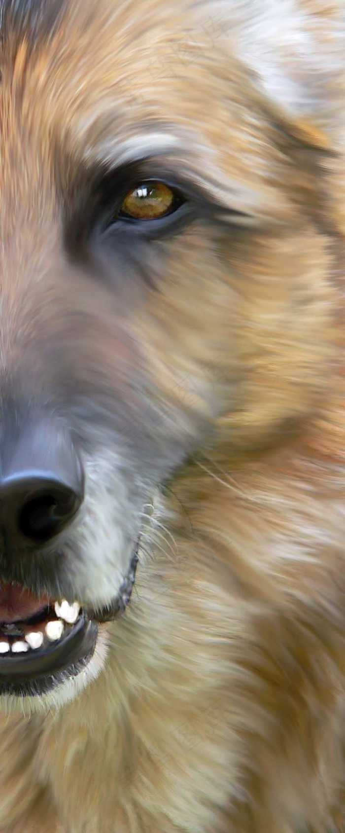 狗，Schäfer狗，德国牧羊犬，肖像，宠物，狗