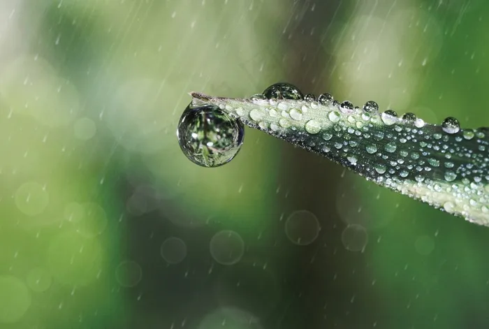 雨滴，水滴，草叶，雨，滴灌