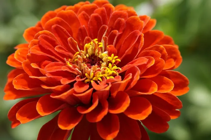 百日草，开花，花，橙色，花卉园