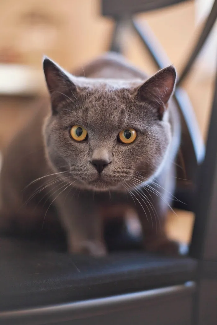 猫，小猫，猫的，灰色，黄色，眼睛，宠物，家养