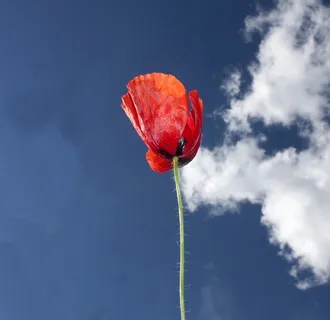 罂粟，红色，蓝色，颜色，天空，性质，云，花