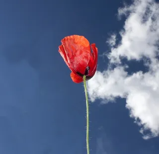 罂粟，红色，蓝色，颜色，天空，性质，云，花