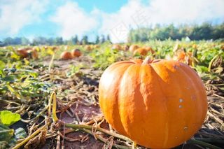 巨型南瓜，南瓜，秋季，秋天，橙色，收获
