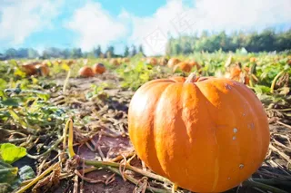 巨型南瓜，南瓜，秋季，秋天，橙色，收获