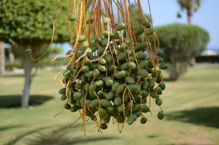 帕尔马，绿色，花园，水果，性质，特写，植物