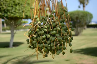 帕尔马，绿色，花园，水果，性质，特写，植物