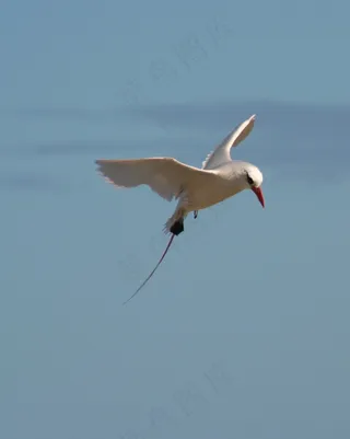 红尾热带鸟，海鸟，野生动物，自然