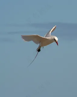 红尾热带鸟,海鸟,野生动物,自然 红尾热带鸟,海鸟,野生动物,自然