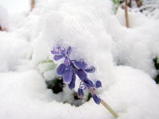 雪，冬天，冷，花，冻结