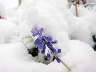 雪，冬天，冷，花，冻结