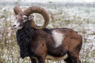 摩ri座，野生，动物