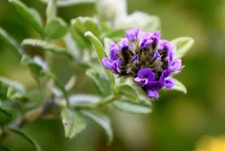 开花，鲜花，花，花，植物，性质，紫色