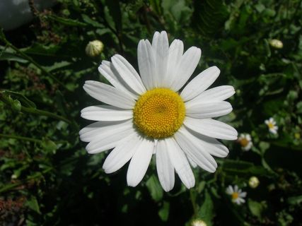 花，大自然，玛格丽特