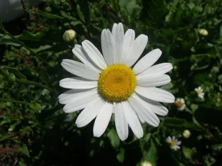 花，大自然，玛格丽特