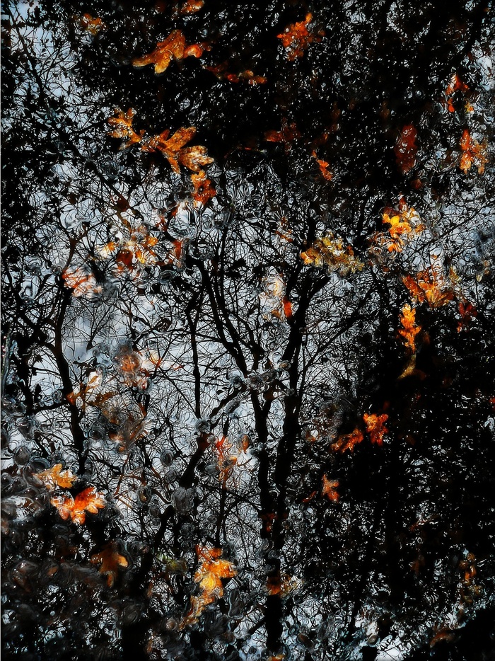 倒影，秋天，叶子，火焰