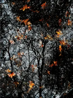 倒影，秋天，叶子，火焰